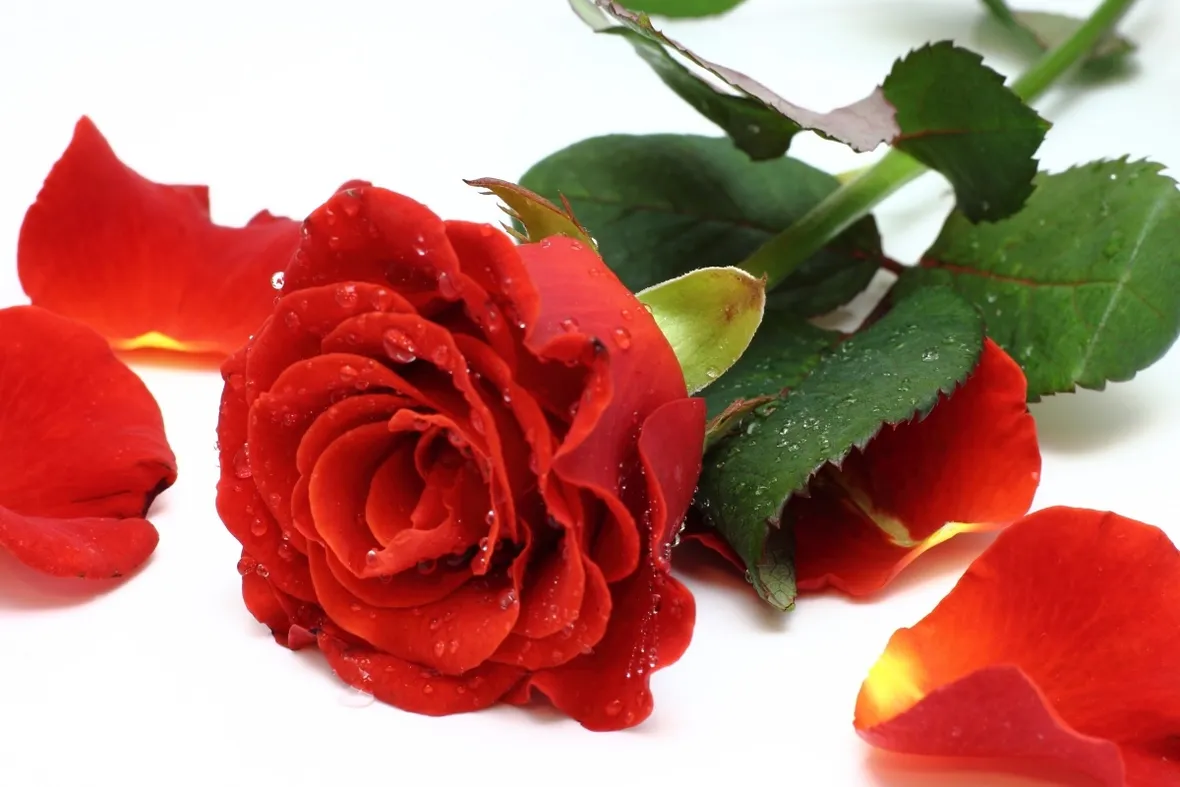 petali rose rosse