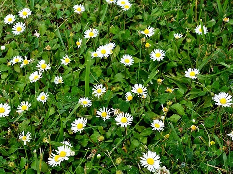Prato margherite