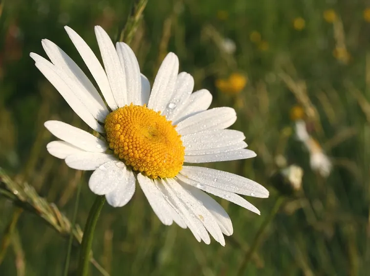 Petali fiore prato