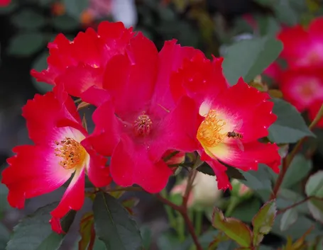 Caratteristiche rosa cocktail