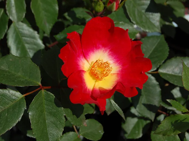 Colori rosa