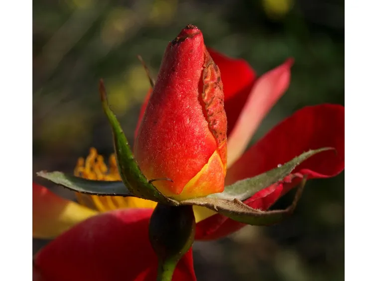 Fioritura rose cocktail