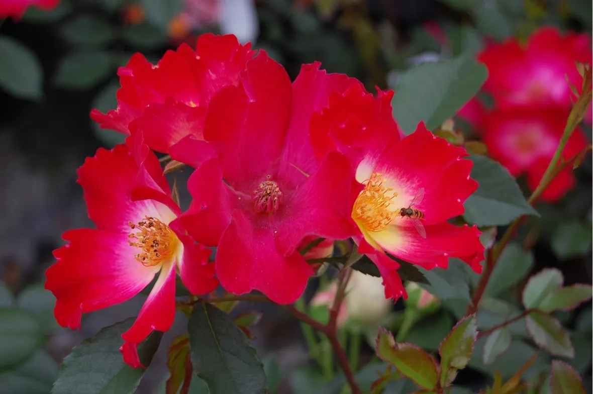 Caratteristiche rosa cocktail
