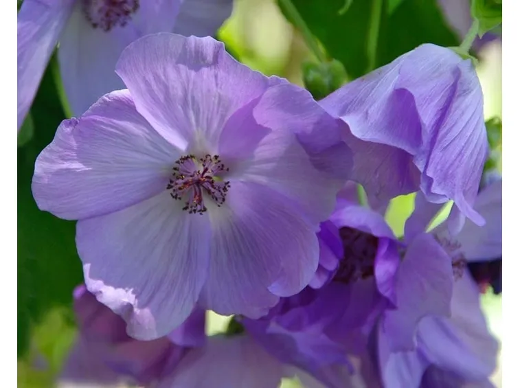 malva