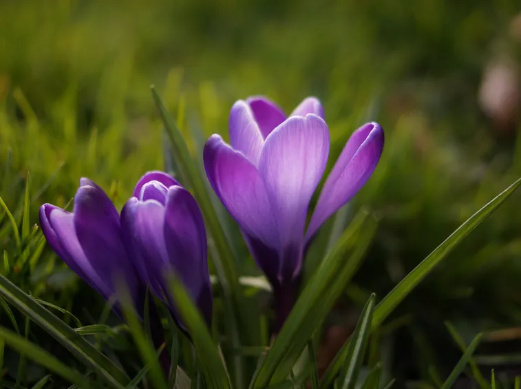 crocus