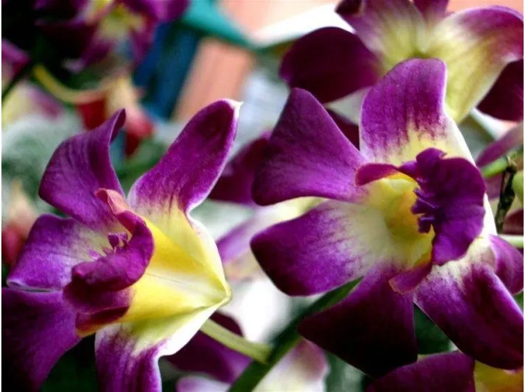 fiori