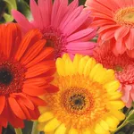 Le bellissime Gerbere 