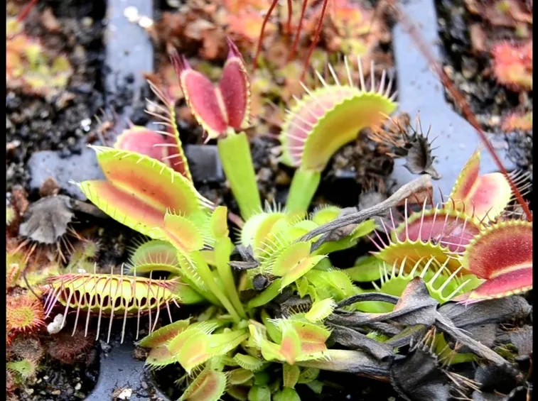 Dionaea acchiappamosche, una pianta carnivora