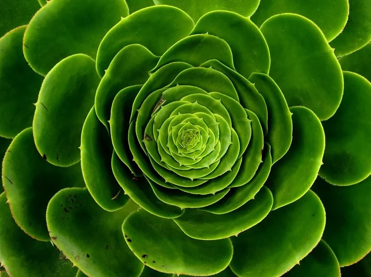 pianta grassa con forma di rosa