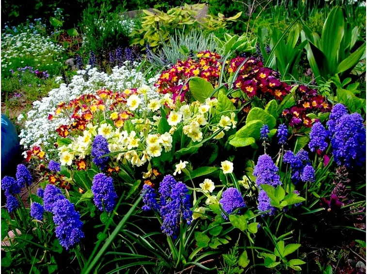 piante da giardino con fiori