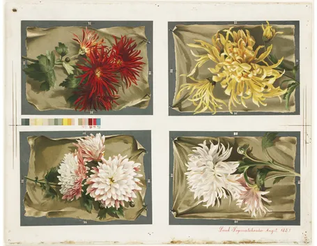 Fiori e toni colore
