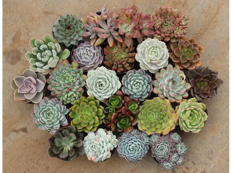 Piccole piante grasse o anche chiamate succulente.