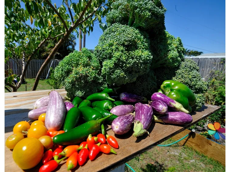Verdure di un orto biologico.