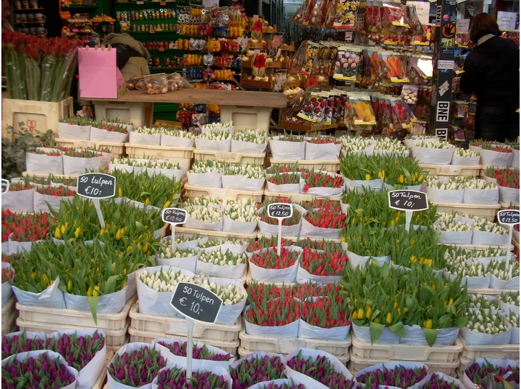 Distesa di tulipani da un fioraio