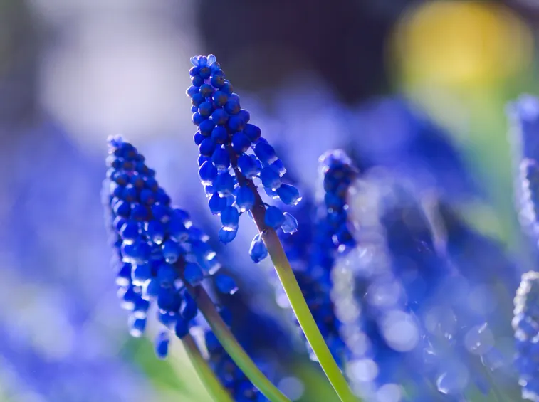 Lupinus angustifolius