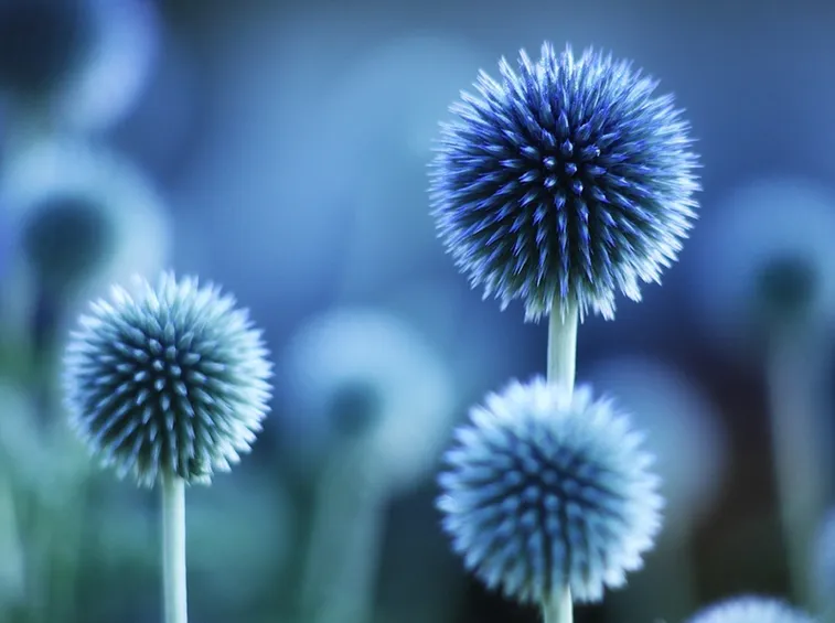 Muscari armeniacum