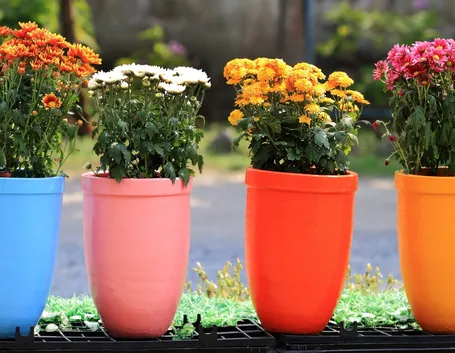 Fiori da vaso
