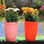 Fiori da vaso