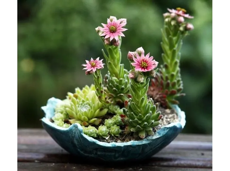 Fiori di piante grasse in vaso