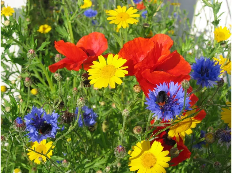 Fiori di giugno