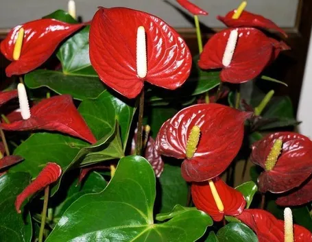 Anthurium