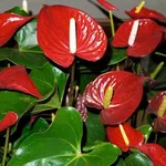 Anthurium