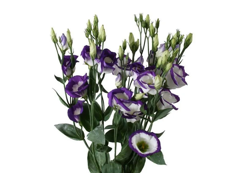 Lisianthus bianchi e viola