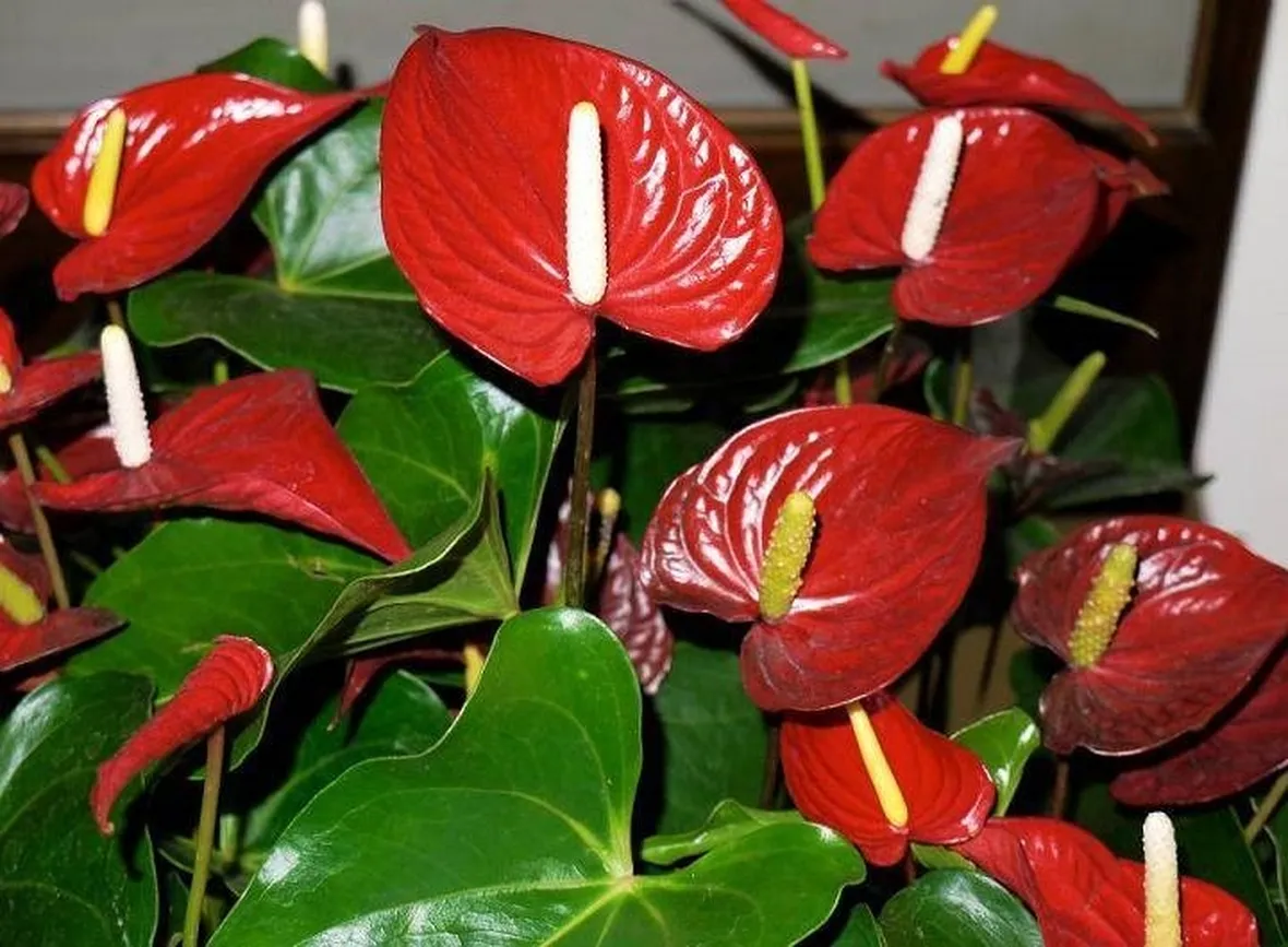 Anthurium