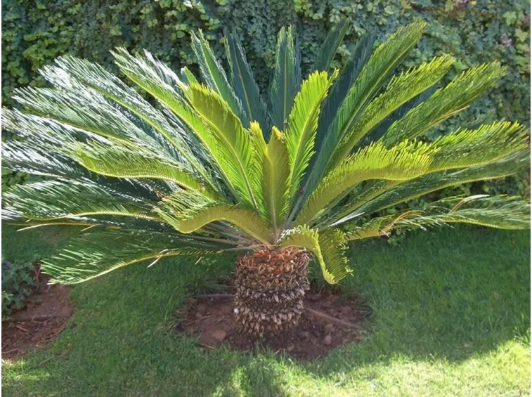 Cycas o Palma nana