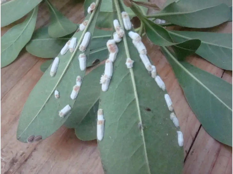 Cocciniglia