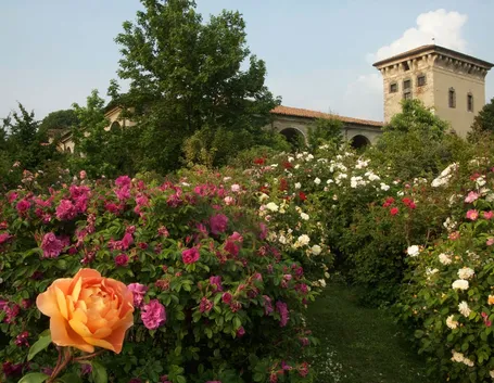 Cespugli di rose da giardino
