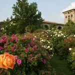 Cespugli di rose da giardino