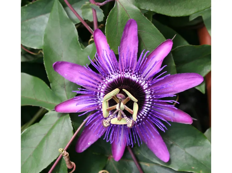 Lo spettacolare fiore della passiflora