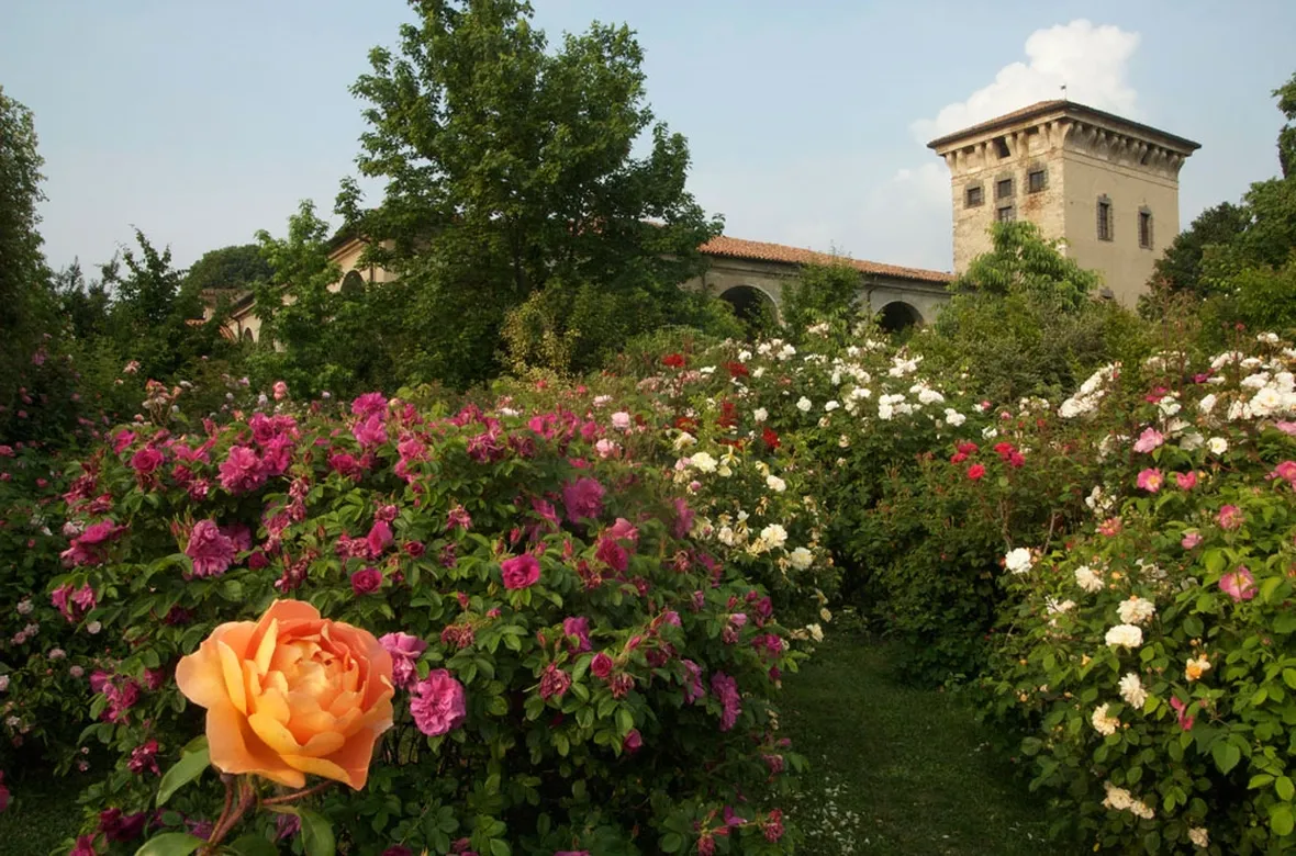 Cespugli di rose da giardino