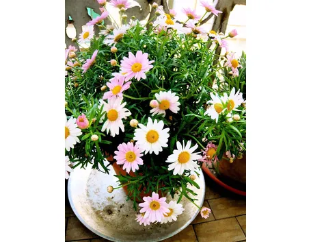 Fiori sul balone di un edificio