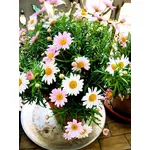 Fiori sul balone di un edificio