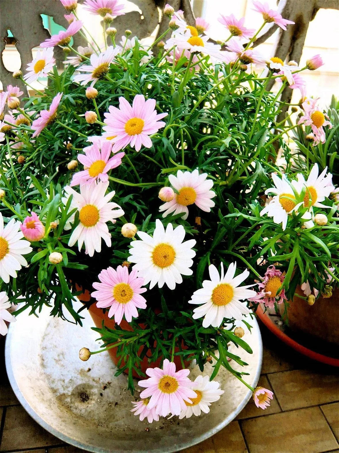 Fiori sul balone di un edificio
