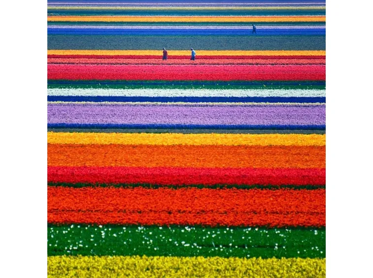 Campi di tulipani nei Paesi Bassi