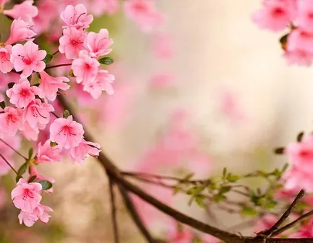 I fiori primaverili
