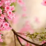I fiori primaverili