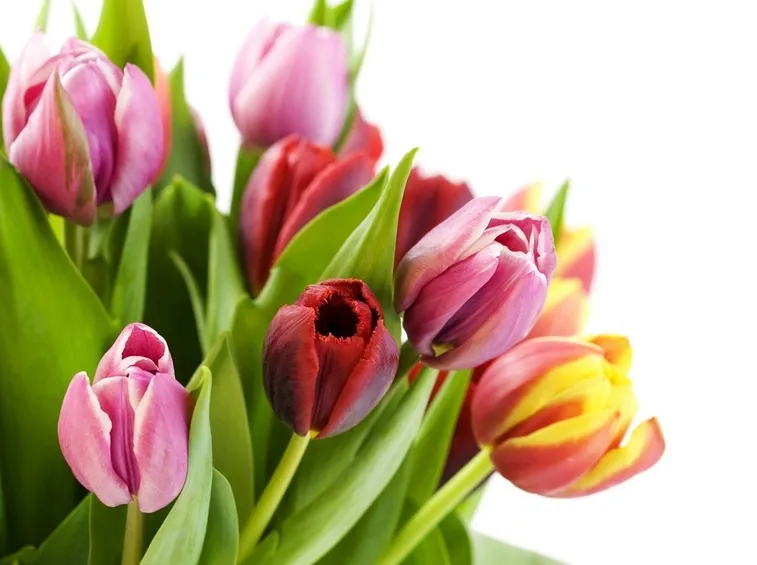 Quando si trovano i fiori primaverili