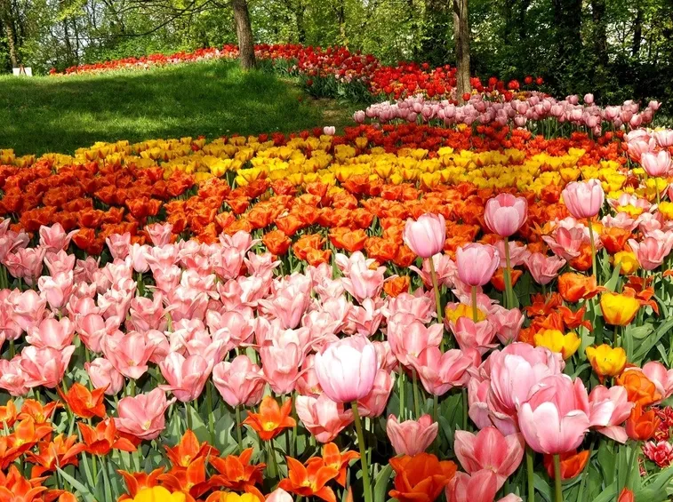 La semina dei fiori primaverili