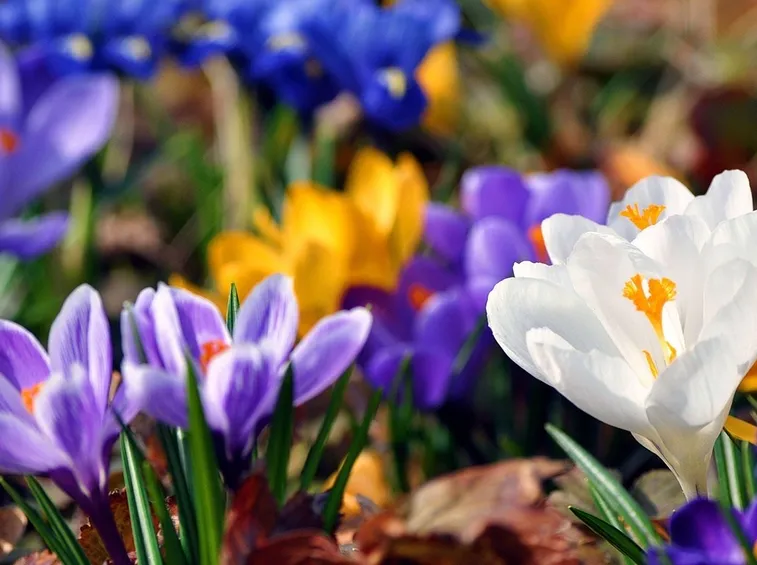 La cura dei fiori primaverili