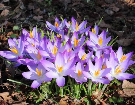 Fiore primaverile Crocus
