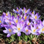 Fiore primaverile Crocus