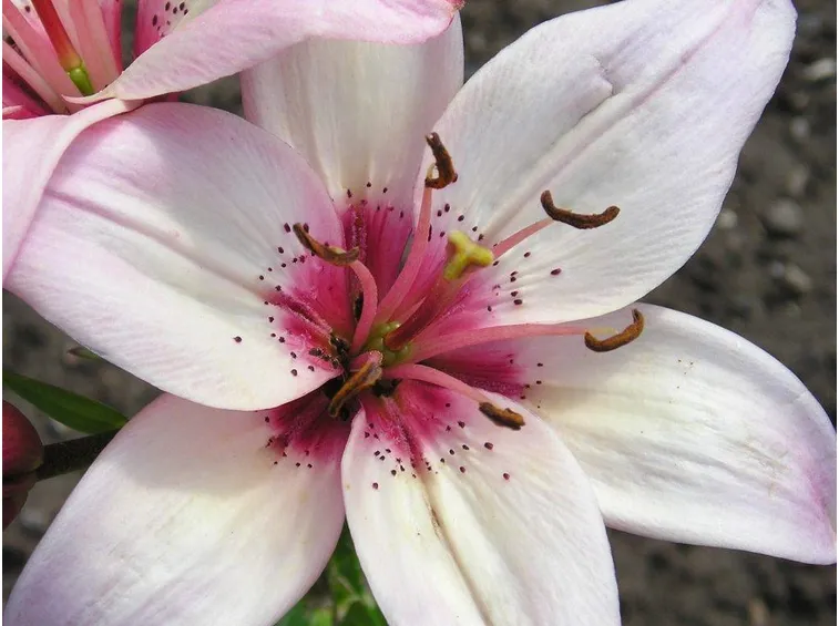 Fiore estivo Lilium Sugar