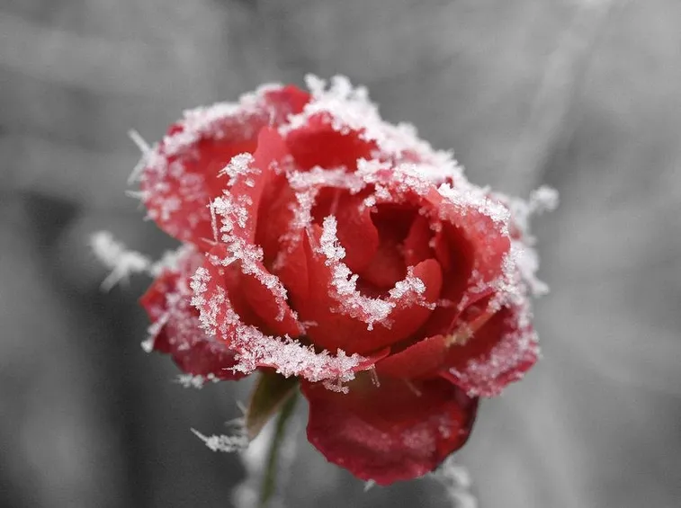 Rosa rossa invernale
