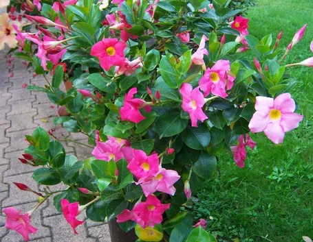 Fiori di dipladenia