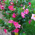 Fiori di dipladenia