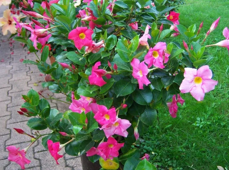Fiori di dipladenia